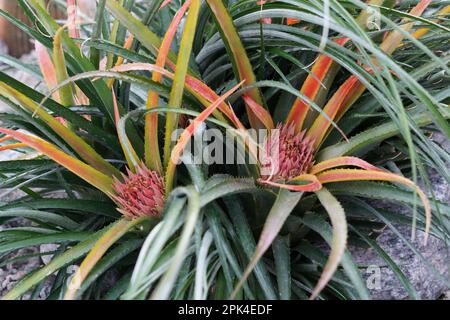 Exotische Pflanze im lateinischen Raum namens Aechmea recurvata, Teil der Familie Bromeliaceae, die mit zwei Blätterrosetten mit Blüten im Hochwinkel gefangen wurde. Stockfoto