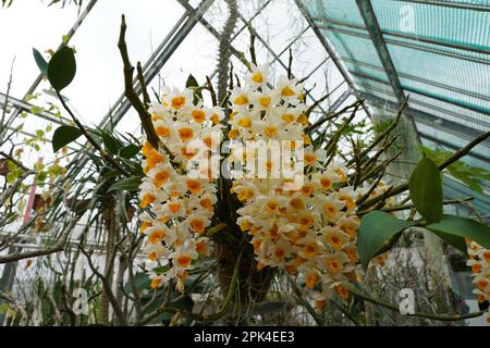 Die lateinische Orchidee Dendrobium Farmeri-Thyrsiflorum, die in einem Gewächshaus eines botanischen Gartens wächst. Auf dem unscharfen Hintergrund gibt es verschiedene Typen Stockfoto