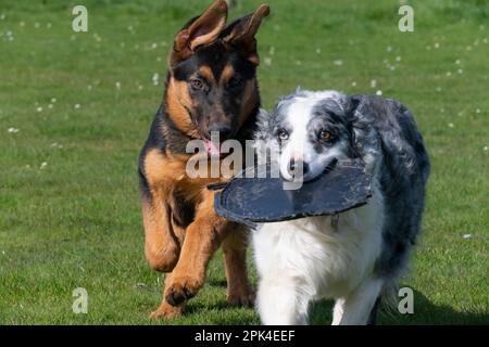 Deutsche Schäferhündchen und eine erwachsene Blue Merle Border Collie, die Spaß auf einem Feld im Freien mit einem Plastikdeckel für ein Frisbee hat. Stockfoto