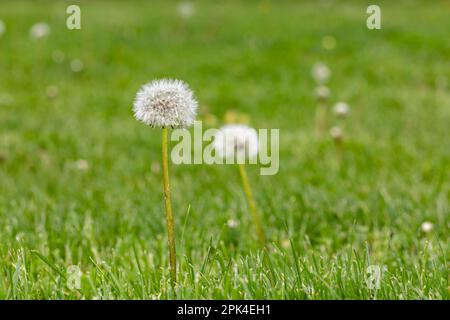 Löwenzahn-Unkraut, das im Rasen aussaat. Konzept für häusliche Rasenpflege, Gartenpflege und Unkrautbekämpfung. Stockfoto