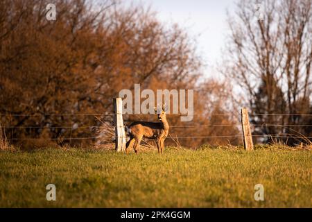 Rogen, Hirsche auf einem grünen Feld mit Wald im Hintergrund im warmen Licht des Sonnenuntergangs in Deutschland, Europa Stockfoto