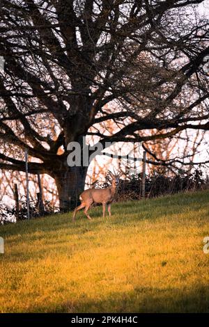 Rogen, Hirsche auf einem grünen Feld mit Wald im Hintergrund im warmen Licht des Sonnenuntergangs in Deutschland, Europa Stockfoto