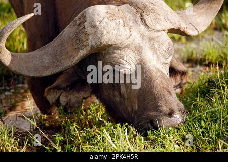 Nahaufnahme eines afrikanischen Büffels, der grast (Syncerus Caffer Caffer Caffer, alias Cape Buffalo). Amboseli, Kenia Stockfoto