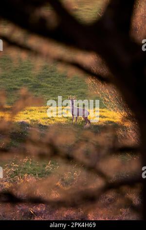 Rogen, Hirsche auf einem grünen Feld mit Wald im Hintergrund im warmen Licht des Sonnenuntergangs in Deutschland, Europa Stockfoto