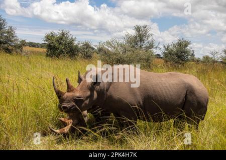 Ein Paar Weiße Nashörner oder Quadratlippennashörner (Ceratotherium Simum) in Imire Rhino & Wildlife Conservancy, Simbabwe Stockfoto