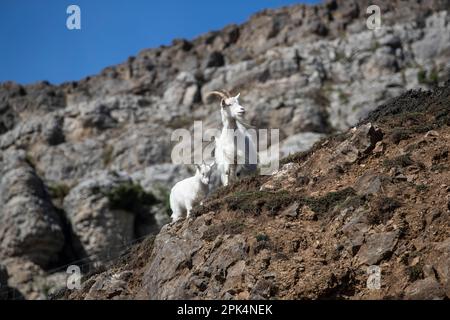 Wilde Kashmiri-Nanny-Ziege und junger Capra-Schütze auf der zerklüfteten Westseite der Landzunge Great Orme in Llandudno, Nordwales Stockfoto