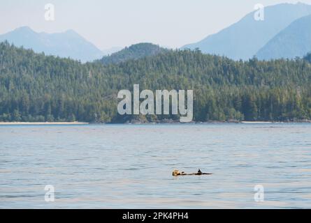 Seebotter (Enhydra lutris), die in Clayoquot Sound, Tofino, Vancouver Island, British Columbia, Kanada, schweben. Stockfoto