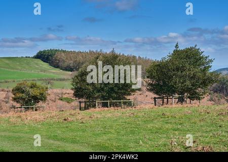 Zu Fuß durch die Hollies, in der Nähe von Lordhill, Snailbeach, Shropshire Stockfoto