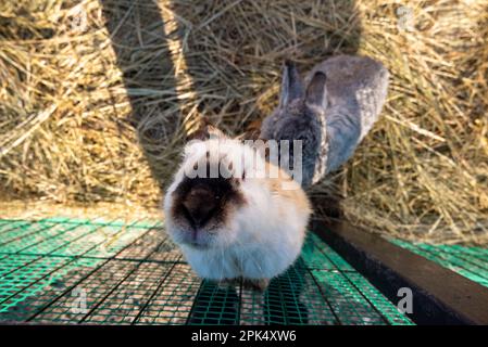 Ein Kaninchen in einem Käfig mit einem kleinen unten Stockfoto