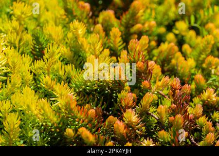 Horizontale Nahaufnahme einer schönen saftigen Bodenbedeckungspflanze aus Stonecrop. Stockfoto