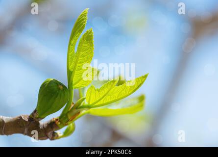 Feigenbaum-Sprossen und grüne Feigen bei sonnigem Frühlingswetter Stockfoto