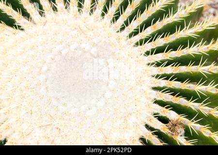 Echinocactus grusonii in einem trockenen Garten, Draufsicht Stockfoto