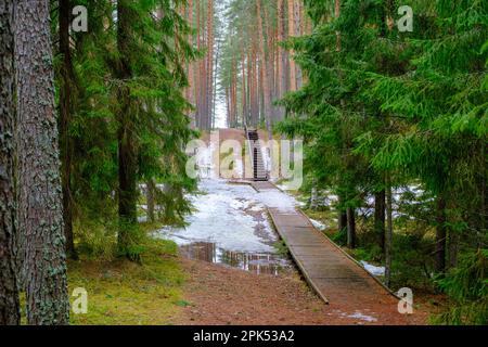 Ein hölzerner Fußweg führt durch den Wald. Holzsteg. Naturlehrpfad. Die Treppe führt den Hügel hinauf. Natural and Travel Concept. Stockfoto
