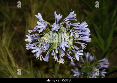 Eine Blume, die in der Türkei wächst Stockfoto