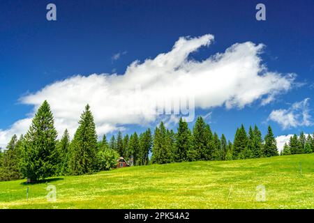 Landschaft im Schwarzwald mit einer Hütte, umgeben von Wildblumenwiesen und Wäldern. Das Bild stammt aus der Öffentlichkeit. Deutschland. Stockfoto