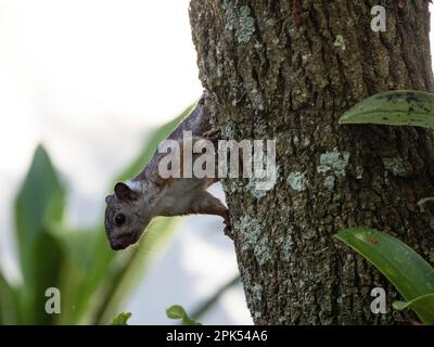 Eichhörnchenbüchse (Sciurus variegatoides rigidus) in Santo Domingo De Heredia, Costa Rica Stockfoto