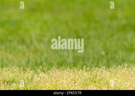 Unscharfer Hintergrund mit Grün- und Gelbtönung. Stockfoto