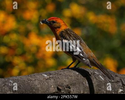 Männlicher flammenfarbener Tanager (Piranga bidentata) im Nebelwald, Savegre, Costa Rica Stockfoto