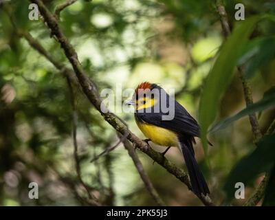 Eingefleischter Weißer (Myioborus torquatus) im Nebelwald Savegre, Costa Rica Stockfoto