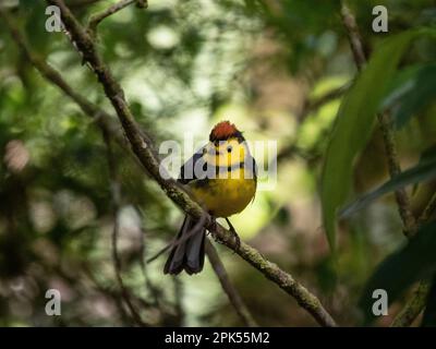 Eingefleischter Weißer (Myioborus torquatus) im Nebelwald Savegre, Costa Rica Stockfoto