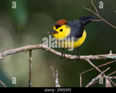 Eingefleischter Weißer (Myioborus torquatus), der sich im Nebelwald, Savegre, Costa Rica, ernährt Stockfoto