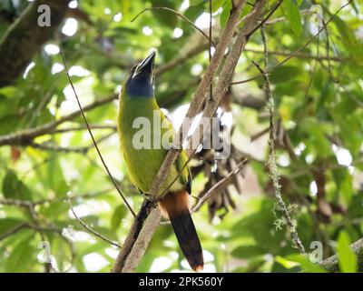 Nördlicher Smaragdtukan (Aulacorhynchus prasinus) im Nebelwald Savegre, Costa Rica Stockfoto