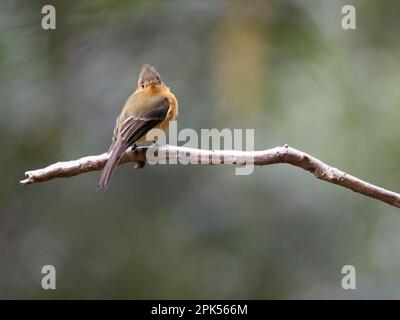 Nordseeflugfänger (Mitrephanes phaeocercus) in Savegre, Costa Rica Stockfoto