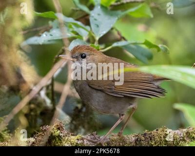 Ruddy-capped Nightingale-thrush (ruddy-capped Nightingale-thrush, Catharus frantzii) in Savegre, Costa Rica Stockfoto