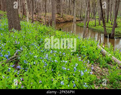 Im Messenger Woods Forest Preserve in will County, Illinois, blühen die Virginia Bluebells (Mertensia virginica) am Spring Creek Stockfoto