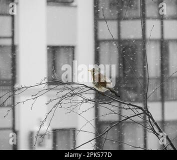 Einsame Drossel auf einem Ast im Winter bei einem Schneesturm Stockfoto