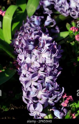 Hyazinthe. Blau. April 2023. Feder Stockfoto