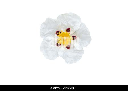 Cistus ladanifer oder Gummi Rockrose oder Labdanum oder gewöhnlicher Kaugummi Cistus oder braunäugige Rosenblume mit fünf zerknitterten Paprika-weißen Blüten mit kastanienbraunem Stockfoto