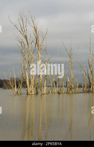 Bedrohlich... Überschwemmung des Rheins ( Bislicher Insel bei Xanten ), tote Baumgruppe, die sich im Hochwasser spiegelt Stockfoto