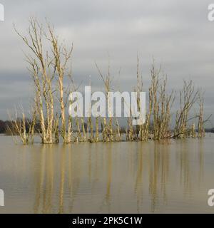 Bedrohlich... Überschwemmung des Rheins ( Bislicher Insel bei Xanten ), tote Baumgruppe, die sich im Hochwasser spiegelt Stockfoto