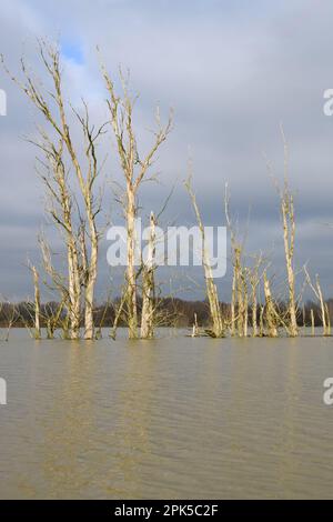 Baumskelette... Hochwasser ( Niederrhein ), tote Baumgruppe umgeben von Wasser im Gebiet der Bislichen Insel bei Xanten Stockfoto