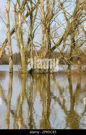 Stehendes totes Holz... Baumskelette am Niederrhein, im Gebiet der Bislichen Insel, Xanten Stockfoto