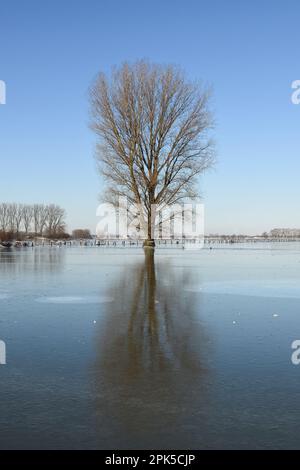 Ruhig und starr... Niederrhein ( Winterflut 2020/2021 ), einsamer stehender Baum inmitten einer breiten Eis- und Frostlandschaft Stockfoto