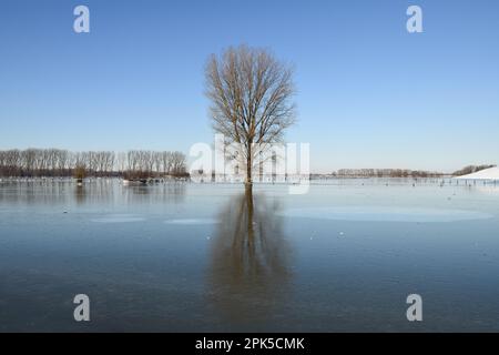 Ruhig und starr... Niederrhein ( Winterflut 2020/2021 ), einsamer stehender Baum inmitten einer breiten Eis- und Frostlandschaft Stockfoto