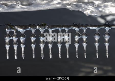 Eisgirlande... Eiszapfen ( Winterflut 2020/2021 ), Eisbildung auf Stacheldrahtzaun unter Wind- und Wettereinfluss Stockfoto