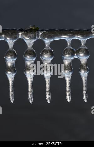 Eisgirlande... Eiszapfen ( Winterflut 2020/2021 ), Eisbildung auf Stacheldrahtzaun unter Wind- und Wettereinfluss Stockfoto