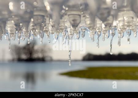 Eiszeit... Eiszapfen ( Winterflut 2020/2021 ) auf Bislicher bei Xanten Stockfoto