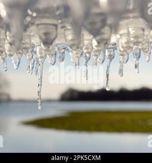 Eiszeit... Eiszapfen ( Winterflut 2020/2021 ) auf Bislicher bei Xanten Stockfoto