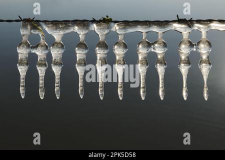 Eisdekoration auf Stacheldraht... Eiszapfen ( Winterflut 2020/2021 ) am Niederrhein, natürliche Eisskulpturen, die durch Wind und Wetter entstanden sind Stockfoto