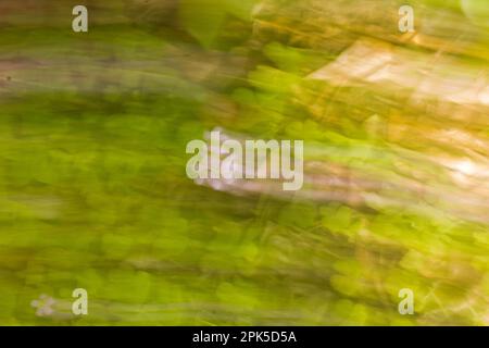 CM-Fotografie - absichtliche Kamerabewegung Fotografie, die das Bild in einem Foto verschwimmt, wie es Monet in seinen Bildern tat!! Hintergrund und Bildschirmschoner Stockfoto