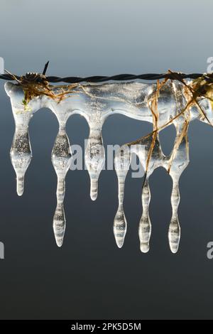 Eisskulpturen auf Stacheldraht... Eiszapfen ( Winterflut 2020/2021 ) am Niederrhein, natürliche Eisskulpturen, die durch Wind und Wetter entstanden sind Stockfoto