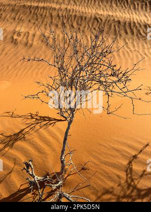 Merzouga, Erg Chebbi, Marokko, Afrika, trockener Baum auf den Dünen in der Sahara, Sandkörner, die kleine Wellen auf den wunderschönen Dünen bilden, Geländewagen-Fahrt Stockfoto