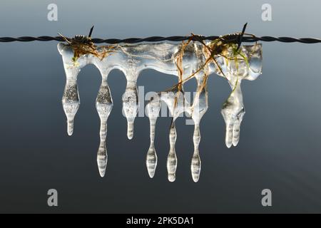 Eisskulpturen auf Stacheldraht... Eiszapfen ( Winterflut 2020/2021 ) am Niederrhein, natürliche Eisskulpturen, die durch Wind und Wetter entstanden sind Stockfoto