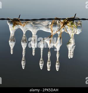 Eisskulpturen auf Stacheldraht... Eiszapfen ( Winterflut 2020/2021 ) am Niederrhein, natürliche Eisskulpturen, die durch Wind und Wetter entstanden sind Stockfoto