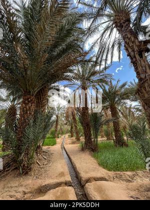 Marokko, Afrika: Bewässerungskanal auf sandigem Boden in einem Palmenhain und einer Oase in der Nähe von Merzouga, Abfahrtsort für Touristen, die die Dünen von Erg Chebb besuchen Stockfoto