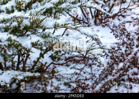 Abstrakter Texturhintergrund von Wacholderpflanzen der Blauen Donau, im Winter mit tiefem Schnee bedeckt, mit Kopierraum Stockfoto